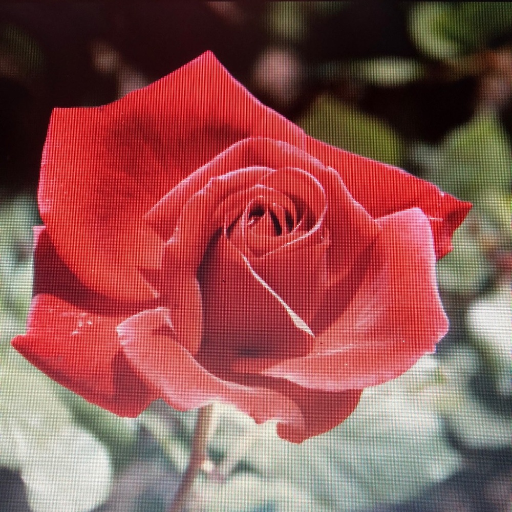 Meet your Posher, Shalema